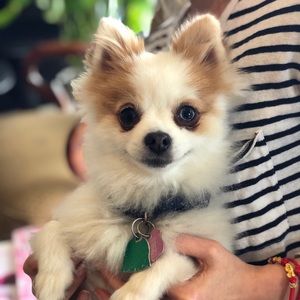 Meet your Posher, Ngoc